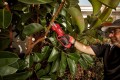 Sekator akumulatorowy MILWAUKEE M12 BLPRS-202 4933480115